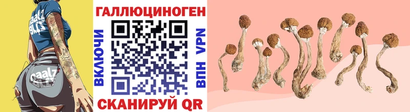купить закладку  Елизово  Галлюциногенные грибы мицелий 